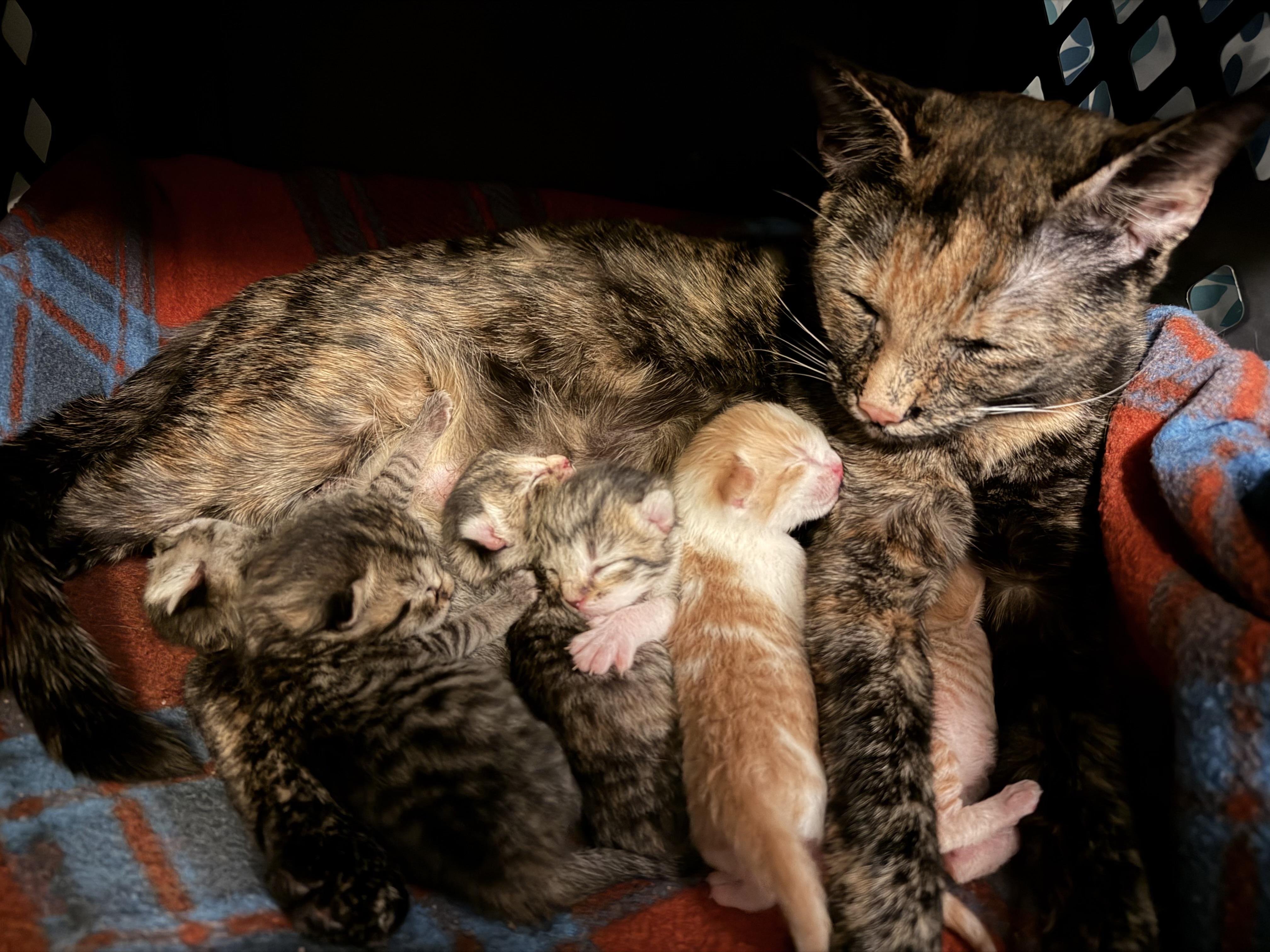 Fern - WILL WEATHER ANY STORM FOR YOUR LOVE!, an adopted American Shorthair in Bristow, VA image 5/6