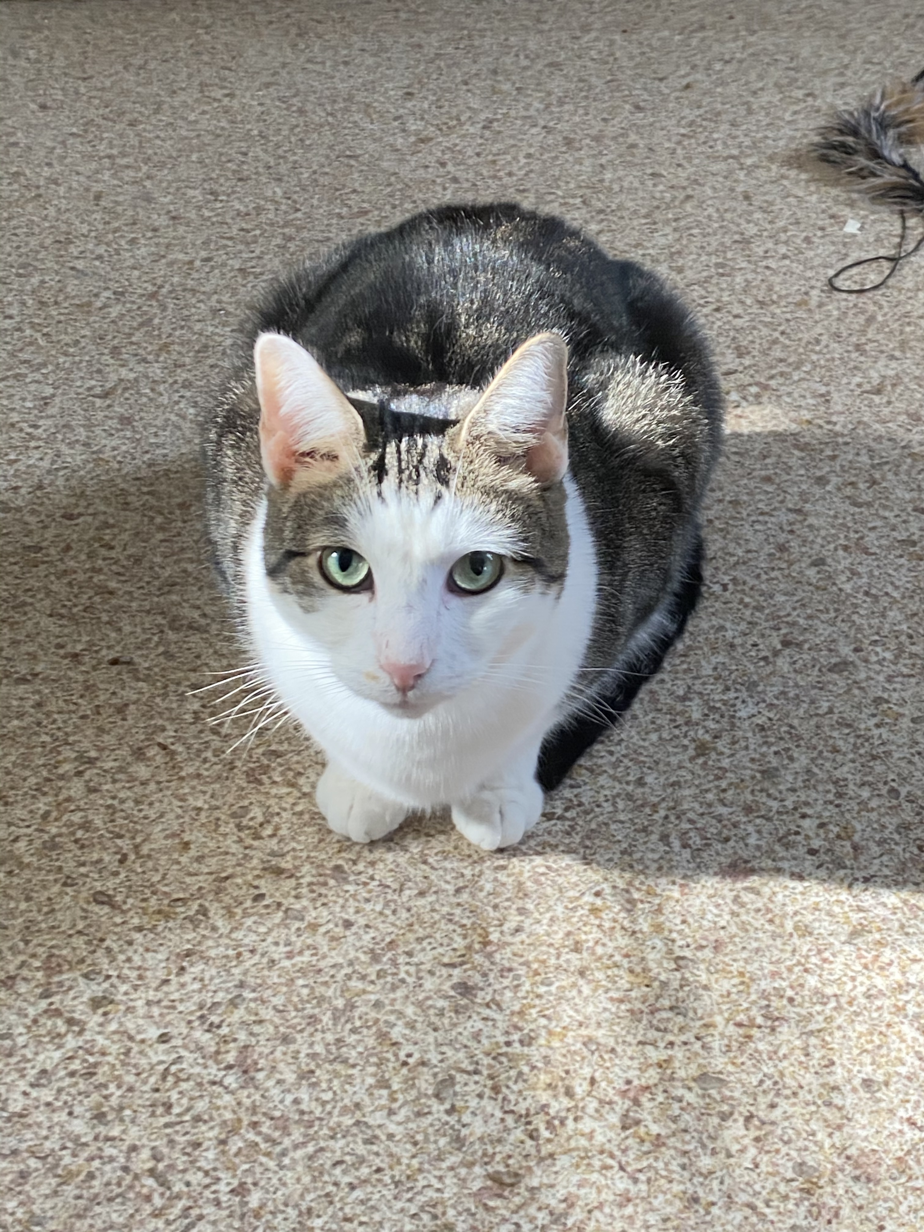 Julian , Adoptable, Adult Male Domestic Short Hair.