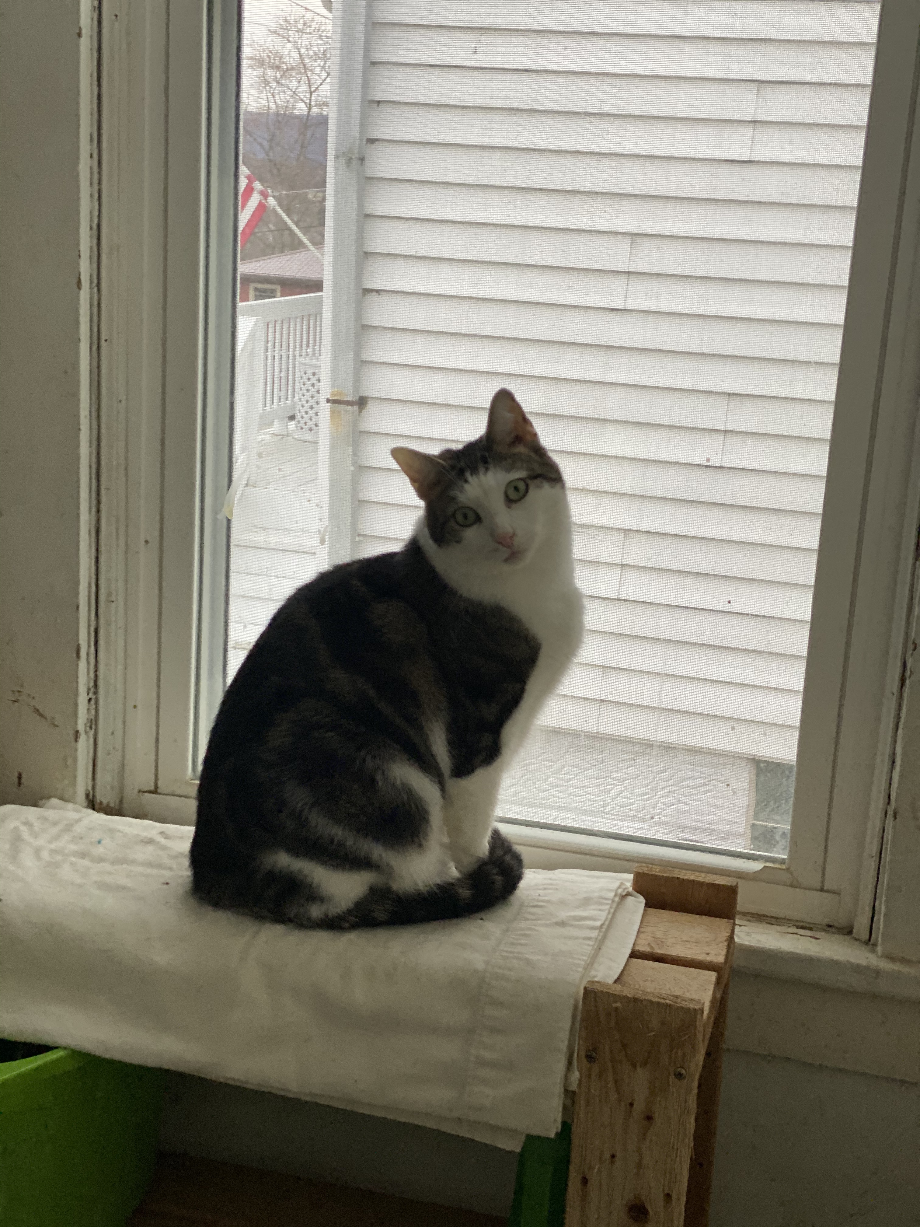 Enlarge Julian , a Adoptable Domestic Short Hair in Mount Pleasant, PA image 2/4