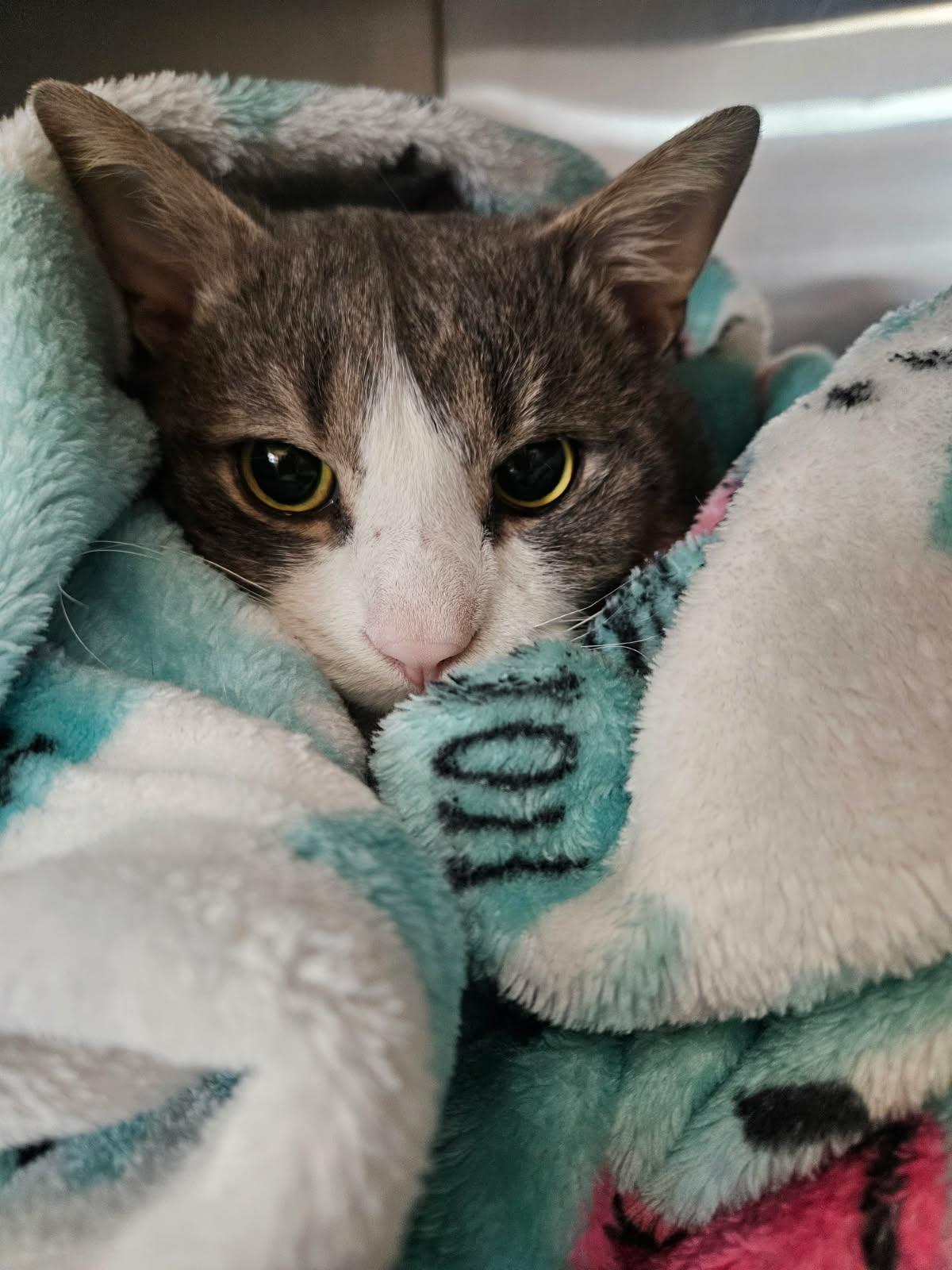 Enlarge Niko, a ADOPTABLE Tabby in St. Clair Shores, MI image 2/3