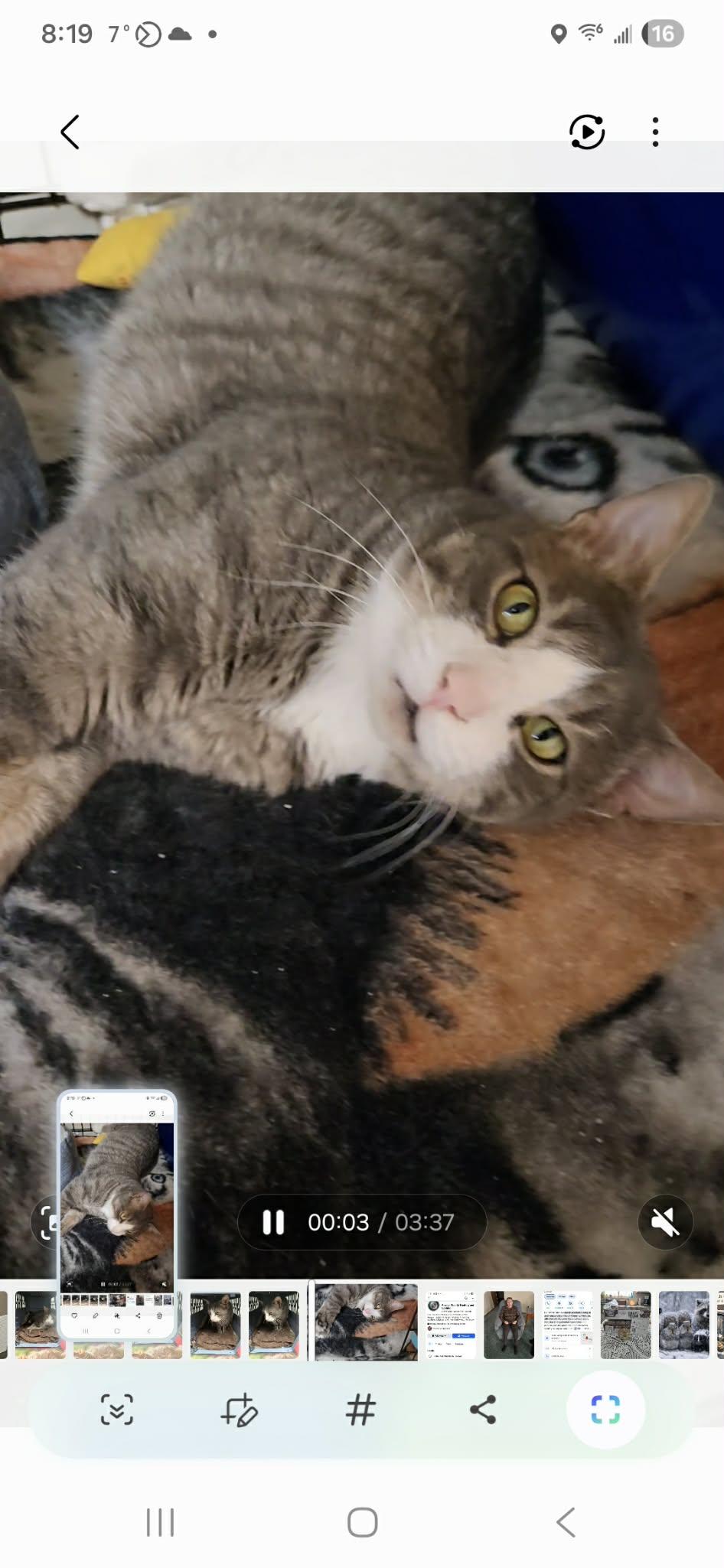 Niko, ADOPTABLE, Young Male Tabby.