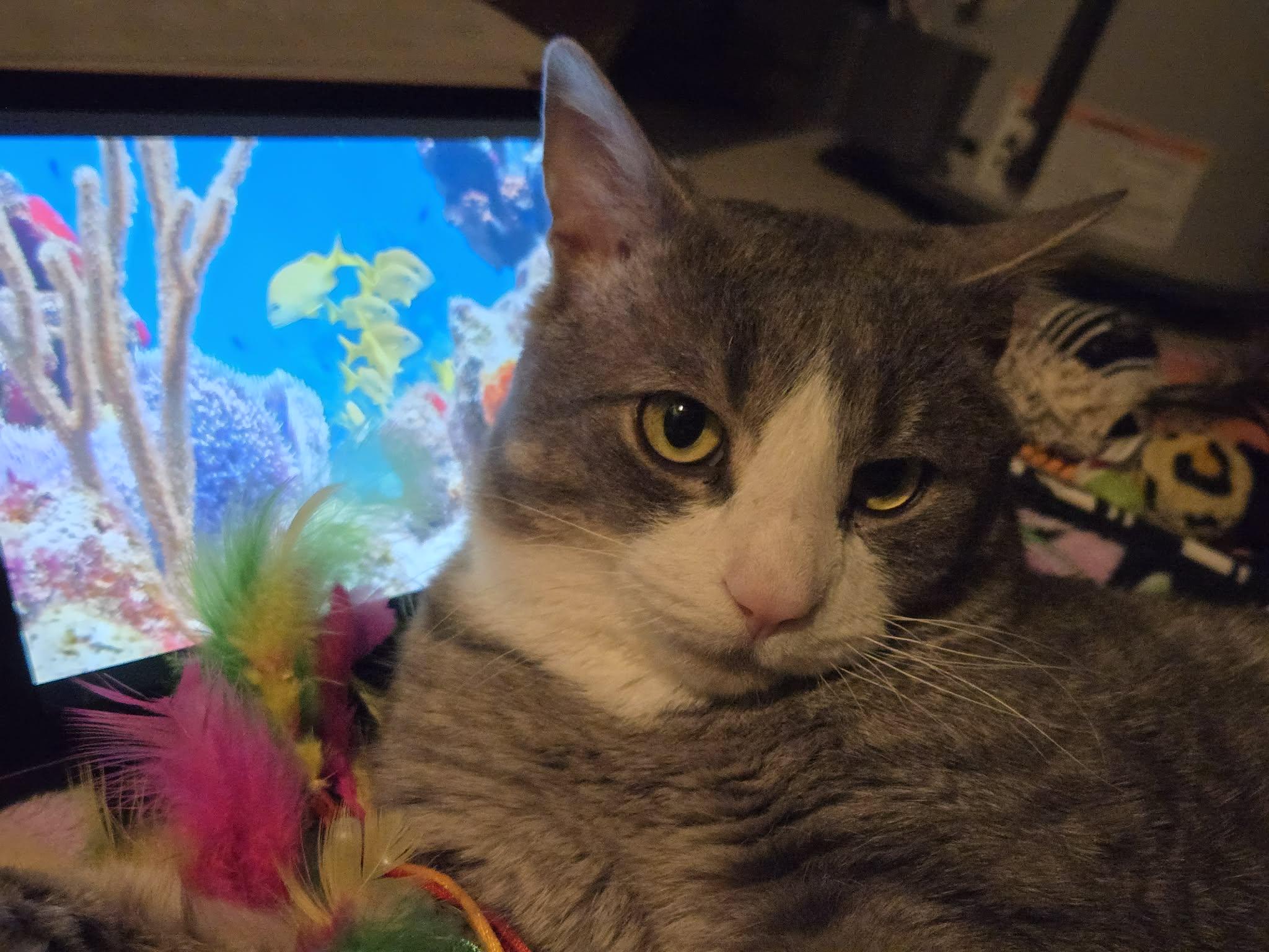 Enlarge Niko, a ADOPTABLE Tabby in St. Clair Shores, MI image 3/3