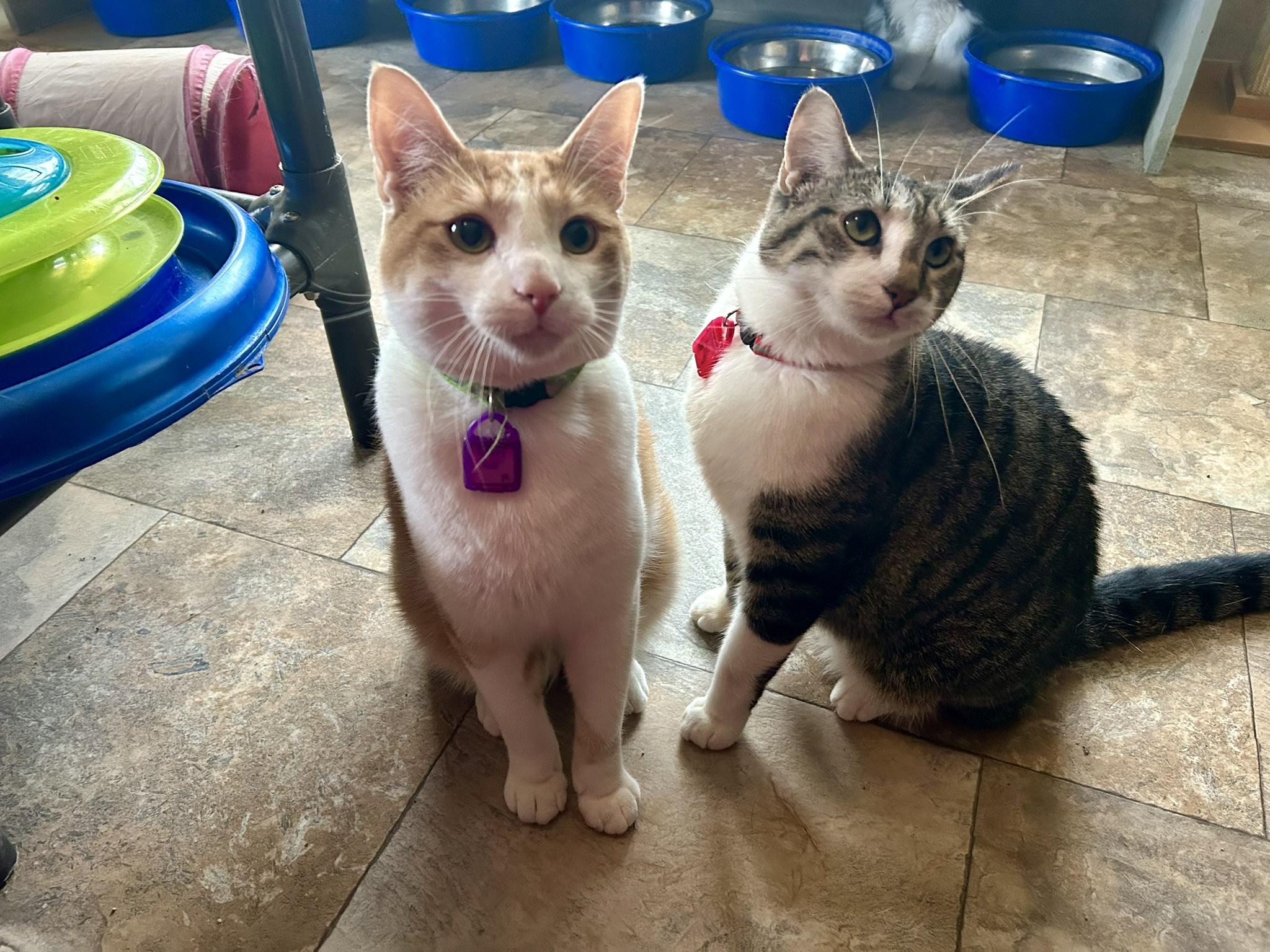 Enlarge Rotary Rob, a Adoptable Domestic Short Hair in La Salle, IL image 2/2