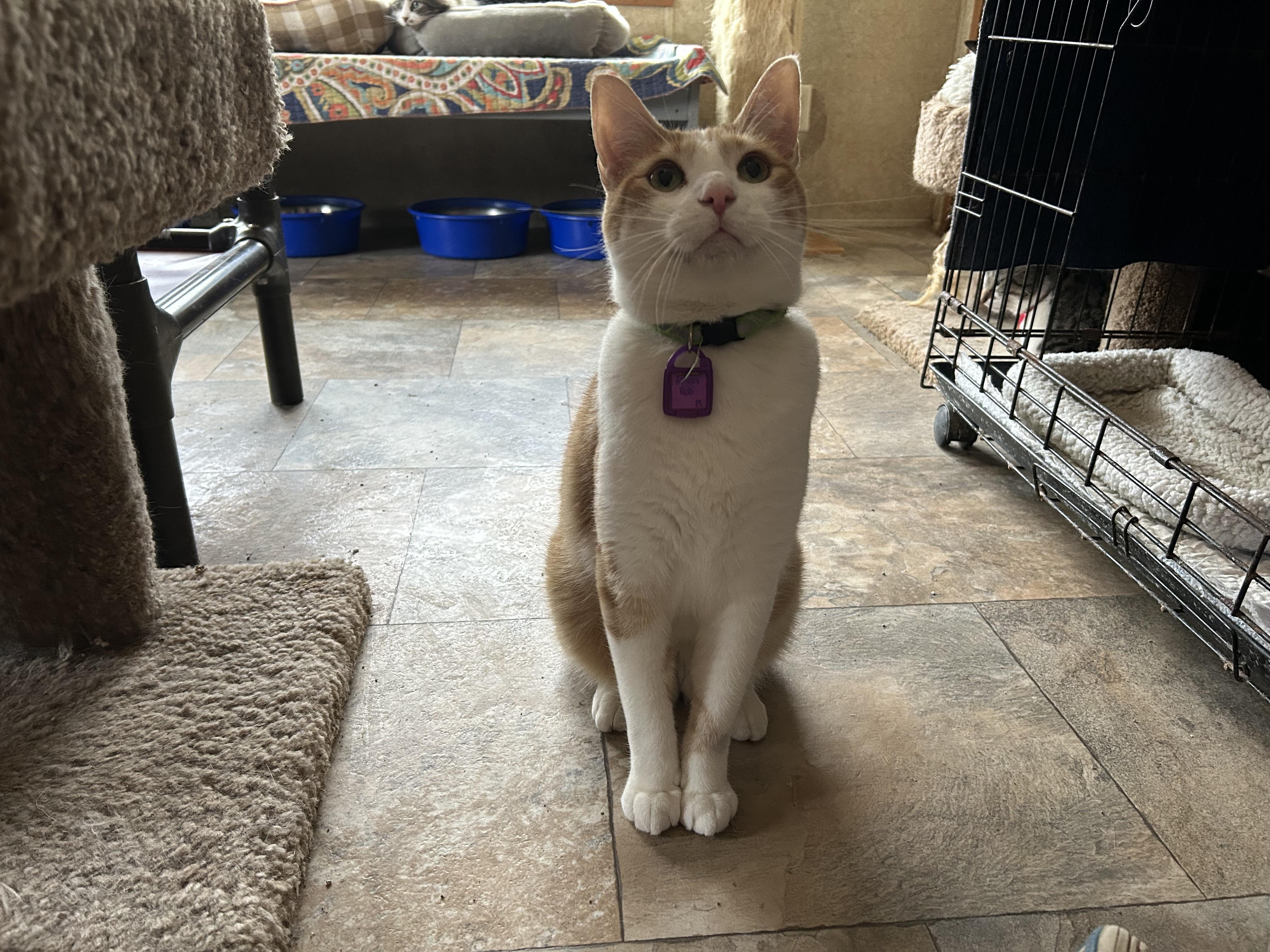 Rotary Rob, Adoptable, Adult Male Domestic Short Hair.