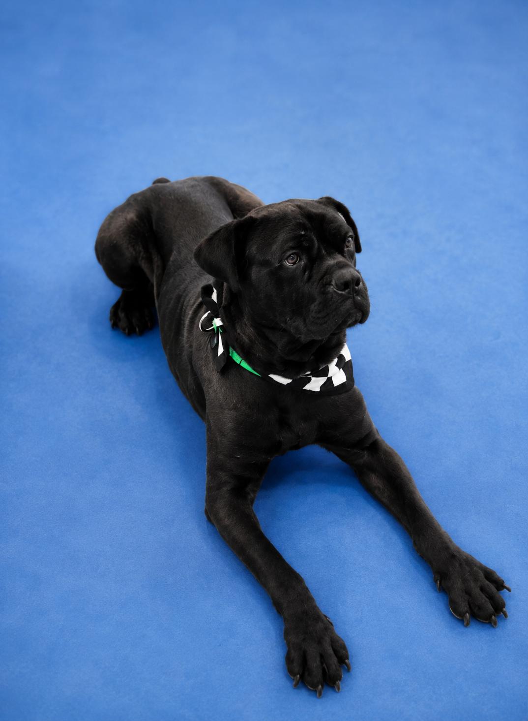 Pool House, a ADOPTABLE mixed breed in Aurora, IL image 1/3