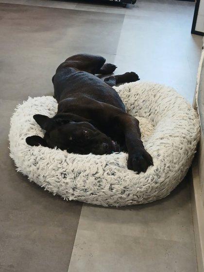 Enlarge Pool House, a ADOPTABLE mixed breed in Aurora, IL image 2/2