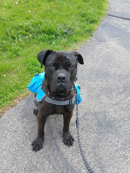 Pool House, ADOPTABLE, Young Male Cane Corso & Rottweiler.