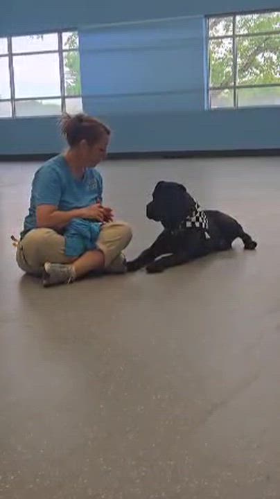 Enlarge Pool House, a ADOPTABLE mixed breed in Aurora, IL video 4/4