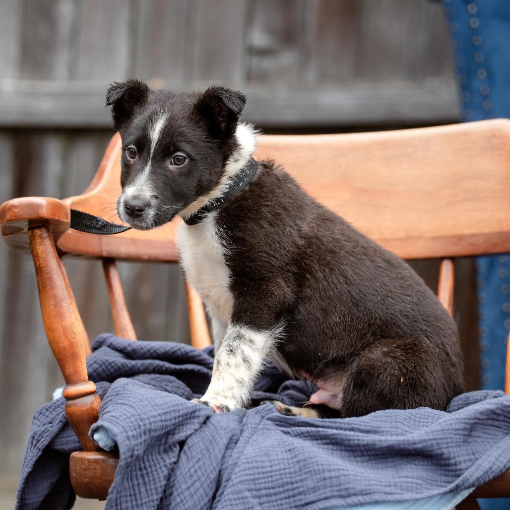 Enlarge Colin, a Adoptable mixed breed in Chester Springs, PA image 2/4