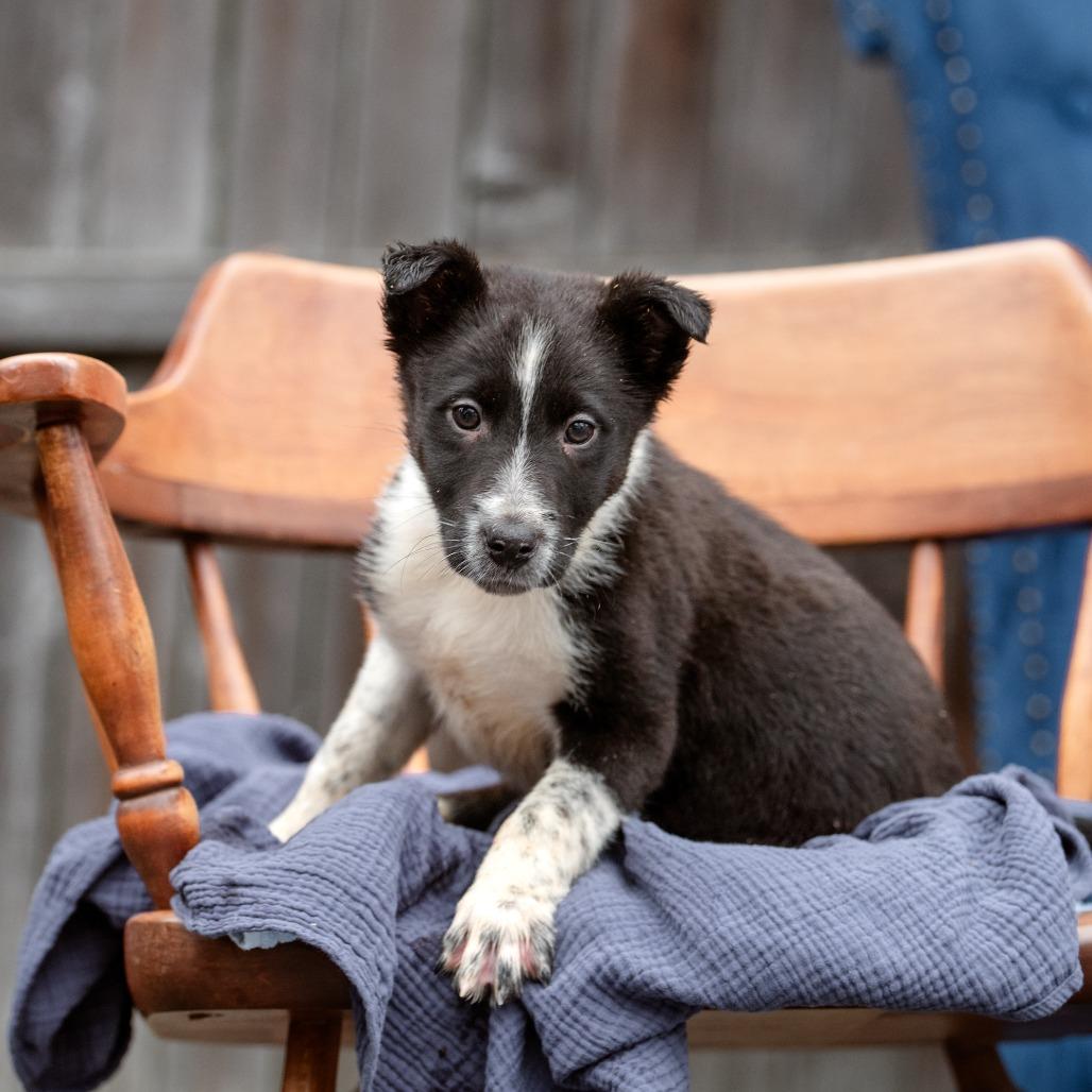 Enlarge Colin, a Adoptable mixed breed in Chester Springs, PA image 4/4