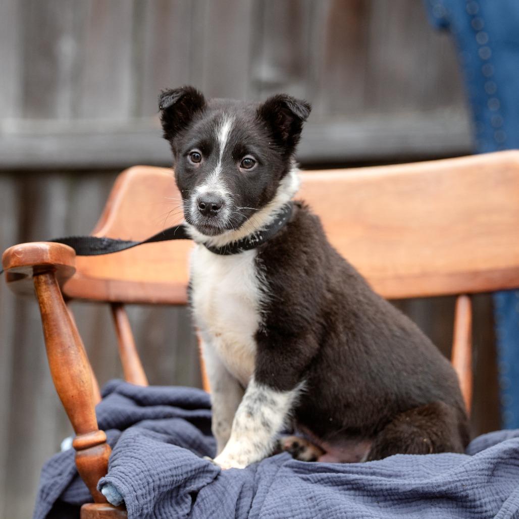 Enlarge Colin, a Adoptable mixed breed in Chester Springs, PA image 3/4