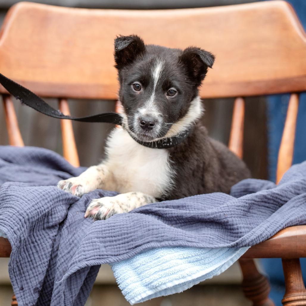 Enlarge Colin, a Adoptable mixed breed in Chester Springs, PA image 1/4