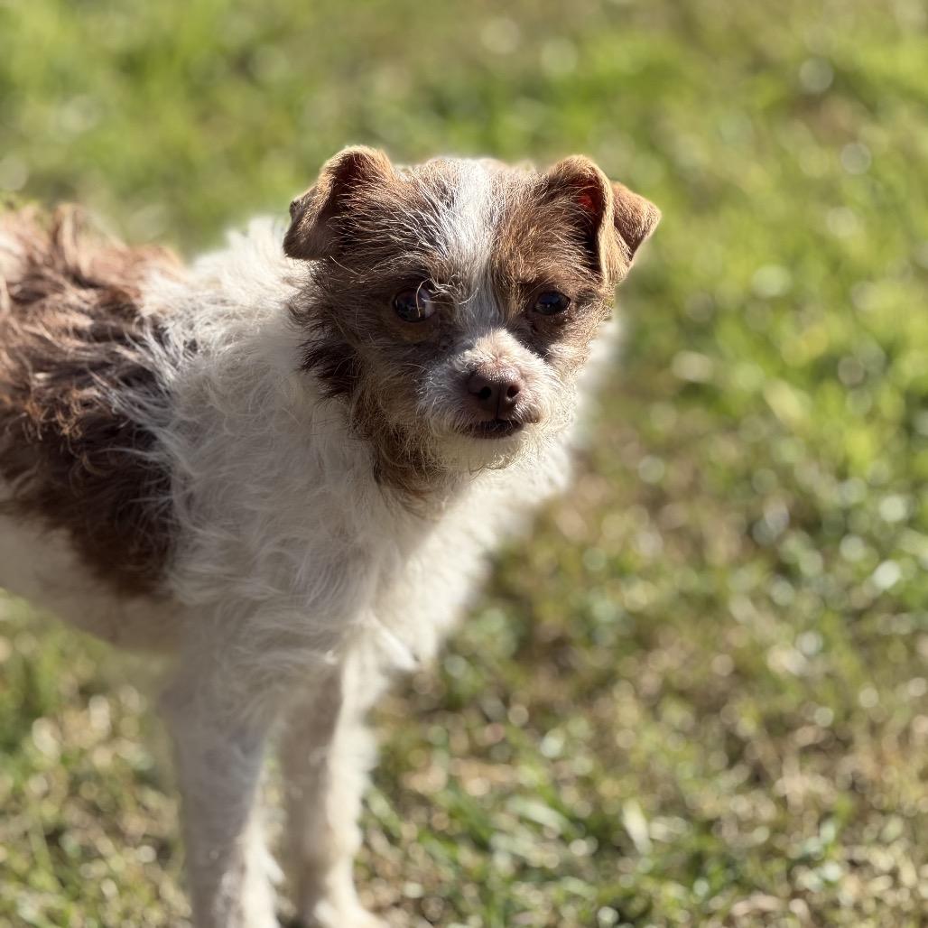 Pippa, Adoptable, Young Female Terrier & Mixed Breed.