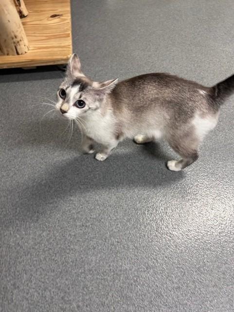 Enlarge Kitty, a ADOPTABLE Siamese in Chisholm, MN image 4/5