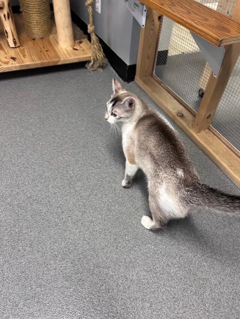 Enlarge Kitty, a ADOPTABLE Siamese in Chisholm, MN image 3/5