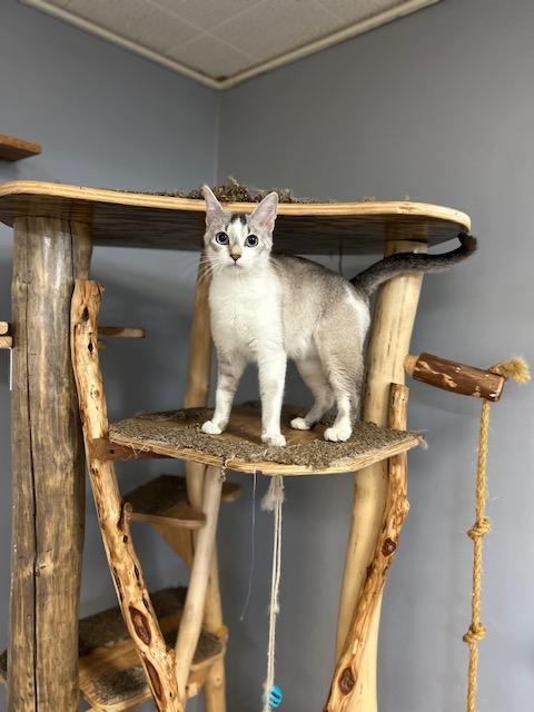 Kitty, ADOPTABLE, Young Female Siamese.