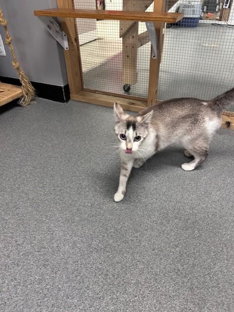 Enlarge Kitty, a ADOPTABLE Siamese in Chisholm, MN image 5/5
