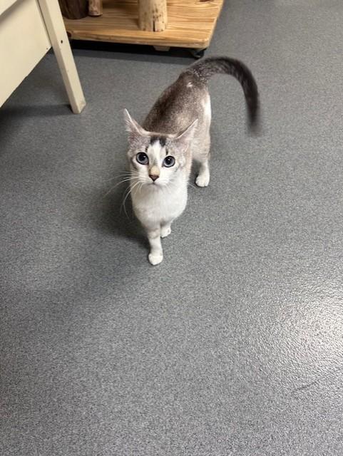 Enlarge Kitty, a ADOPTABLE Siamese in Chisholm, MN image 2/5