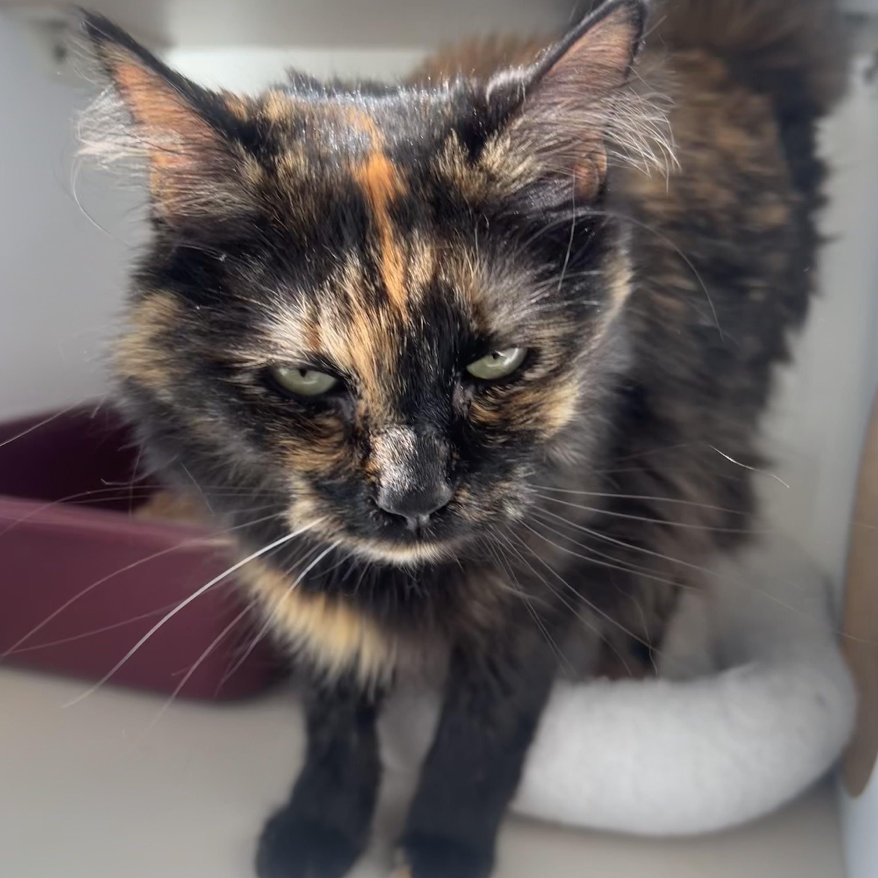 Gigi, ADOPTABLE, Young Female Domestic Long Hair.