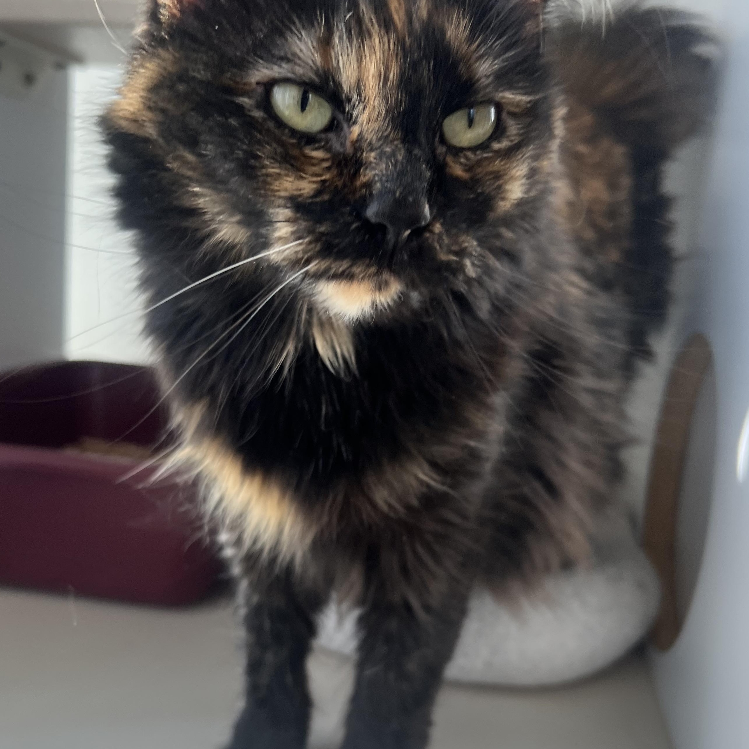 Enlarge Gigi, a ADOPTABLE Domestic Long Hair in Spokane, WA image 2/3