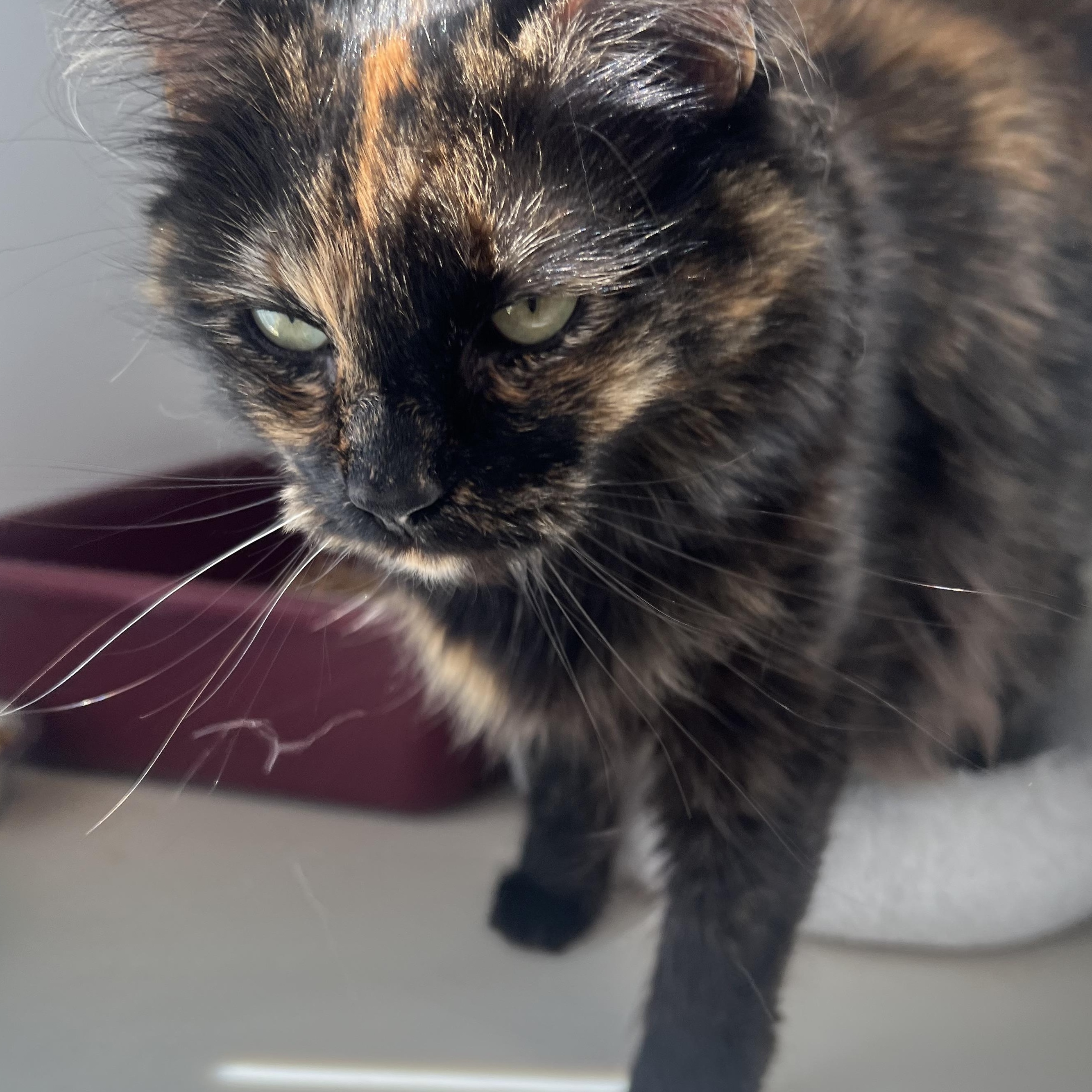 Enlarge Gigi, a ADOPTABLE Domestic Long Hair in Spokane, WA image 3/3