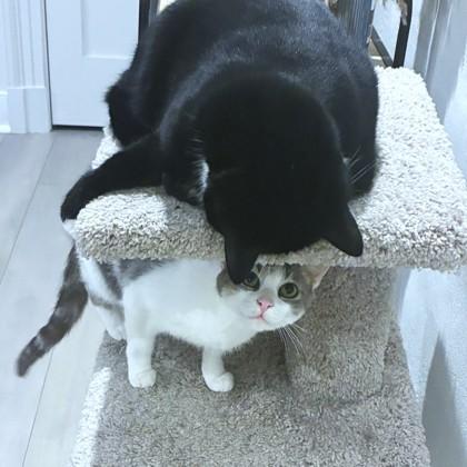 MJ (Mother Jones), Adoptable, Adult Female Domestic Short Hair & Domestic Short Hair.
