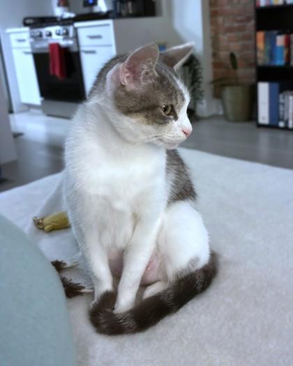 Enlarge MJ (Mother Jones), a Adoptable mixed breed in Washington, DC image 2/3