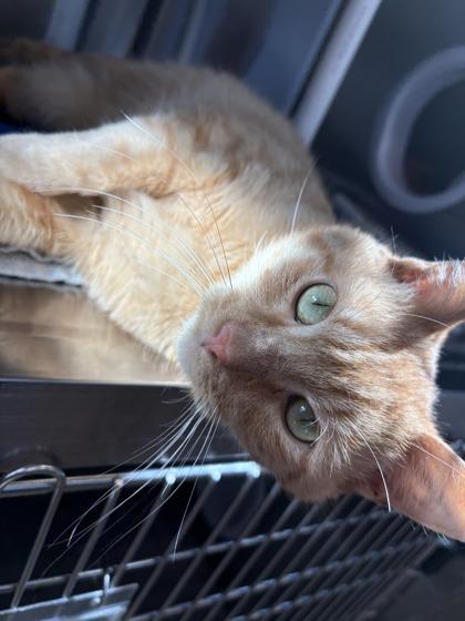 Enlarge Frankenkitty, a Adoptable mixed breed in Pleasanton, CA image 2/3