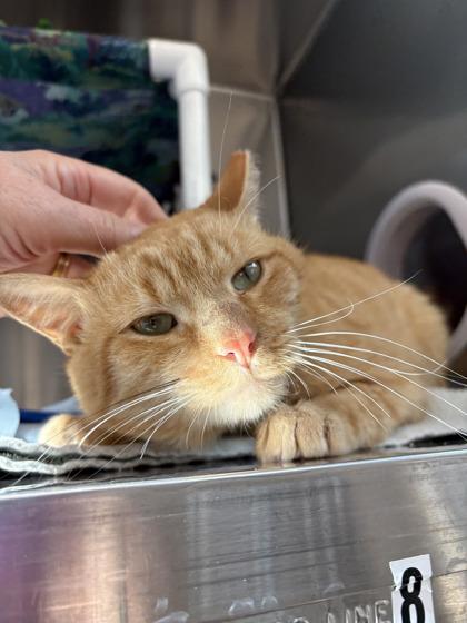 Enlarge Frankenkitty, a Adoptable mixed breed in Pleasanton, CA image 3/3