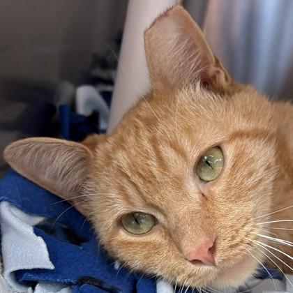 Frankenkitty, Adoptable, Young Male Domestic Short Hair & Domestic Short Hair.