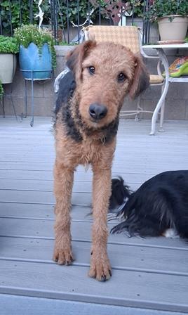 Enlarge ARI, a ADOPTABLE Airedale Terrier in Albuquerque, NM image 3/6