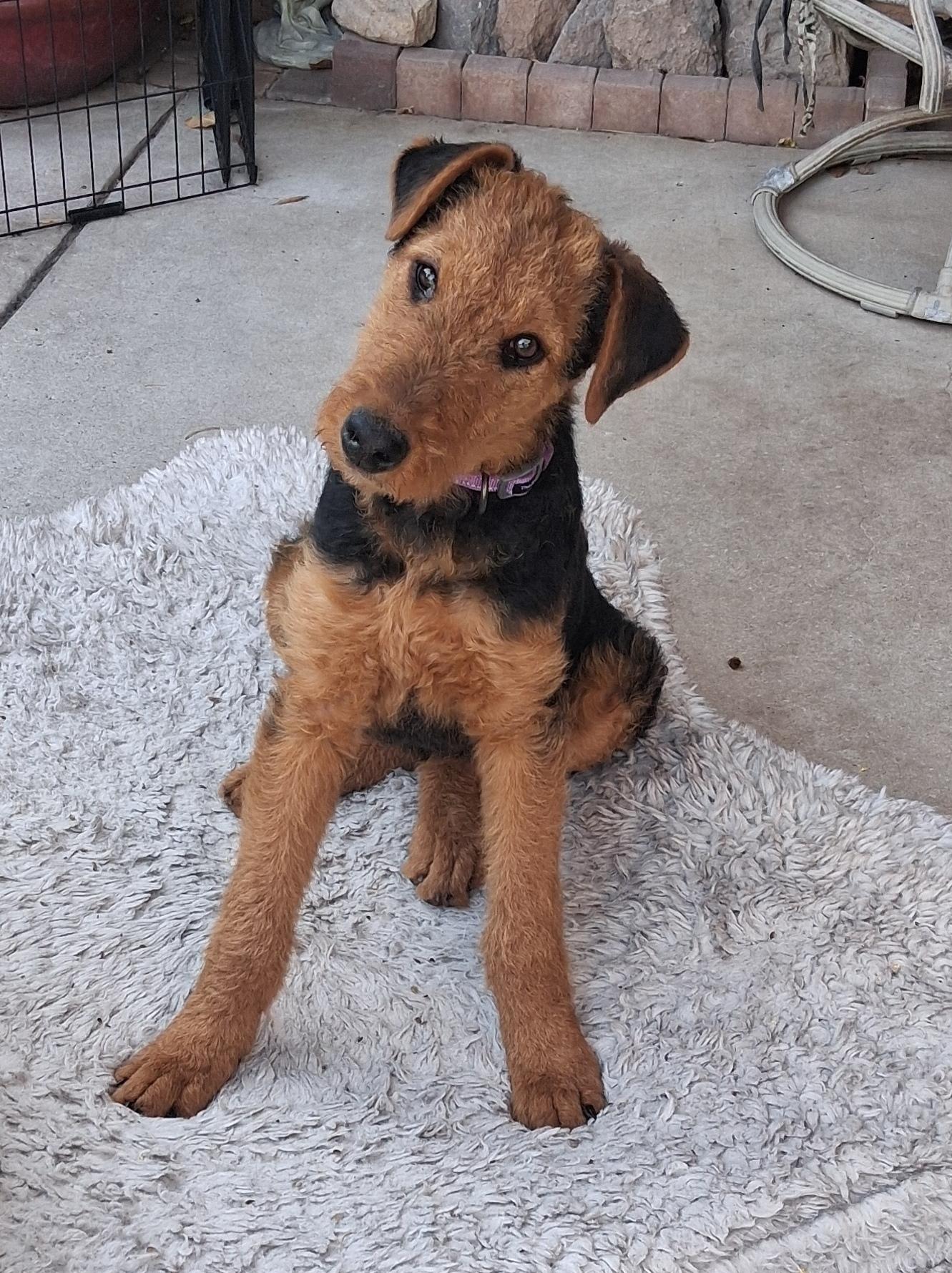 ARI, a ADOPTABLE Airedale Terrier in Albuquerque, NM image 2/6