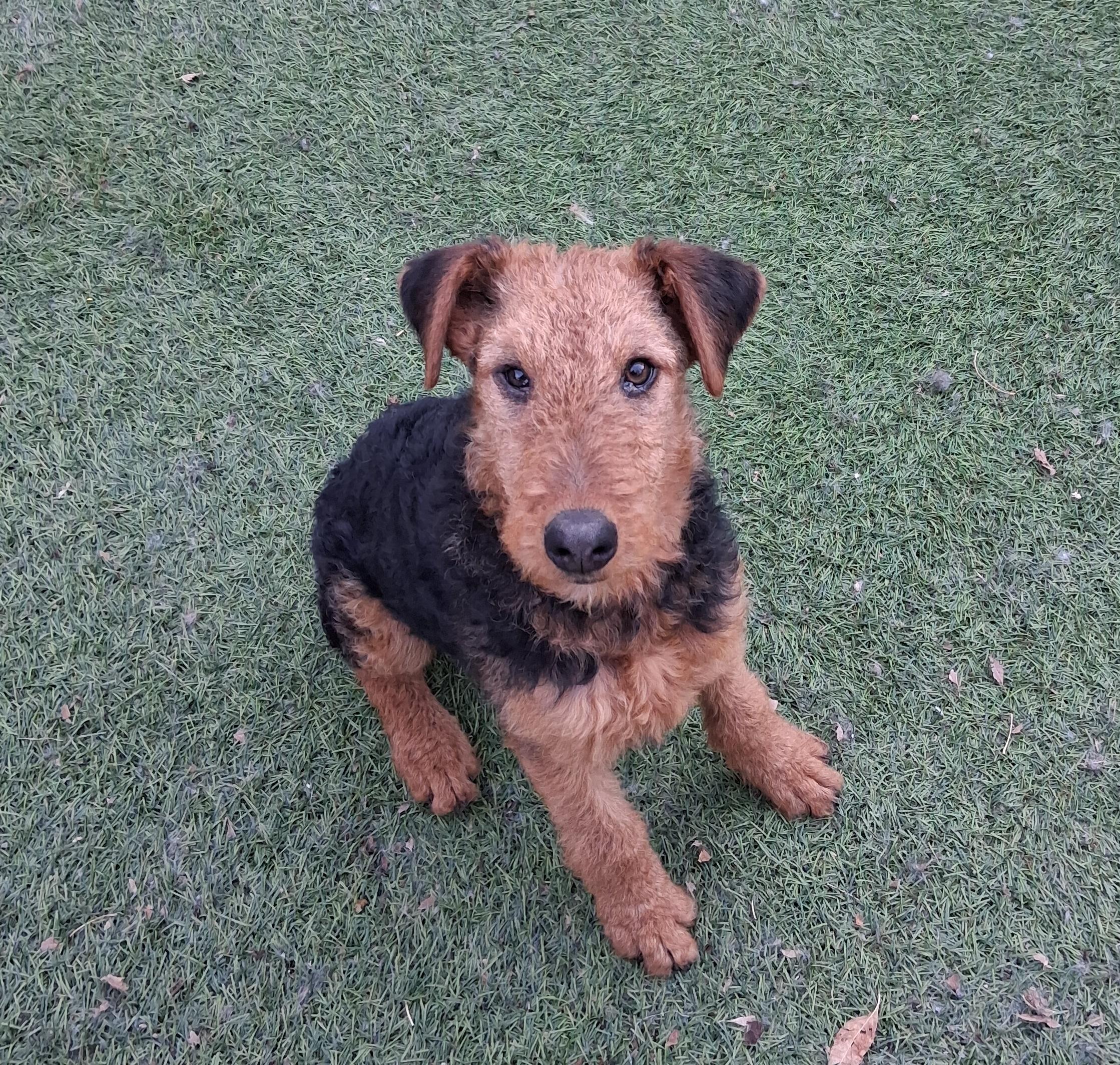 ARI, a ADOPTABLE Airedale Terrier in Albuquerque, NM image 1/6