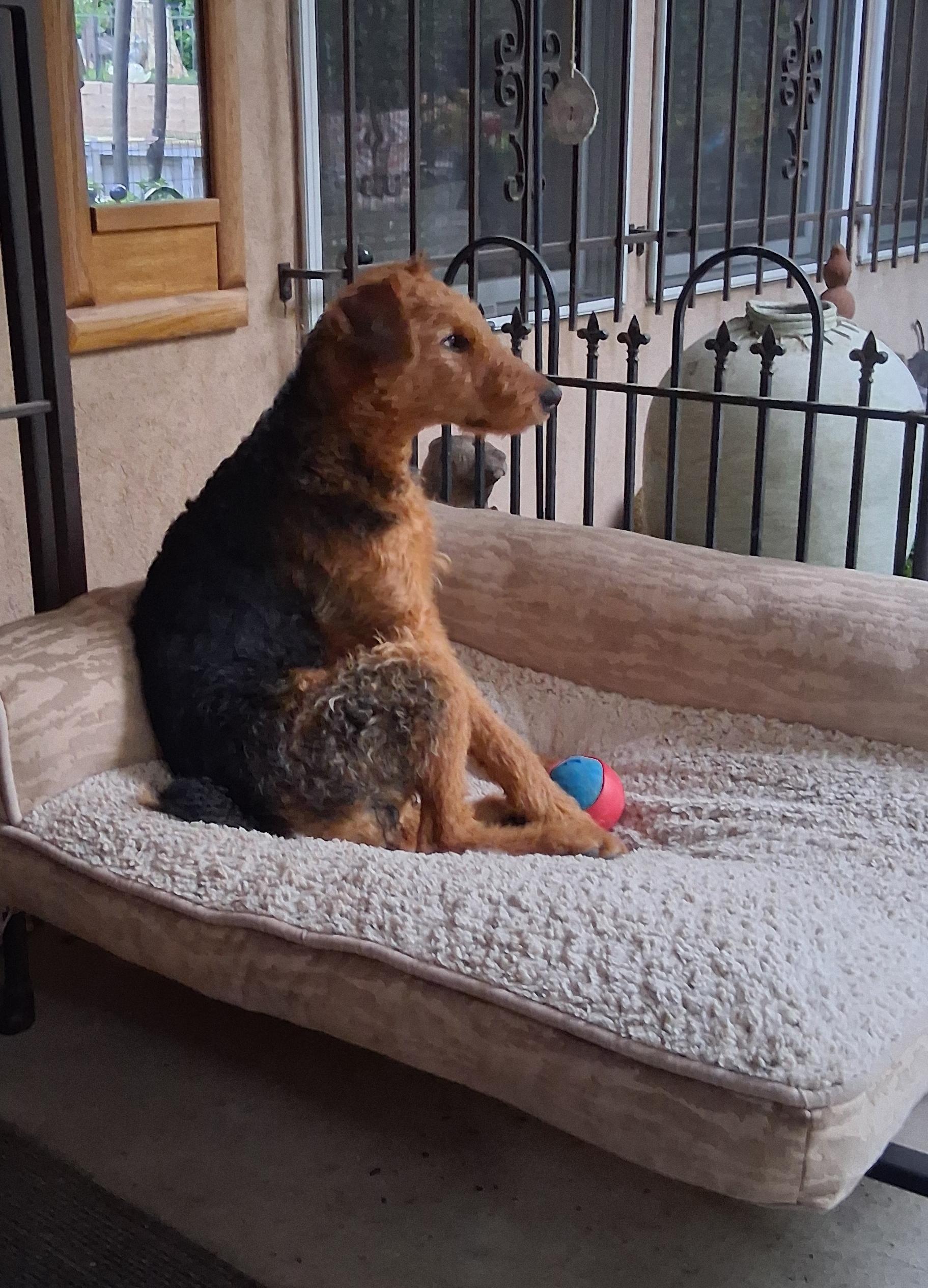 Enlarge ARI, a ADOPTABLE Airedale Terrier in Albuquerque, NM image 2/6