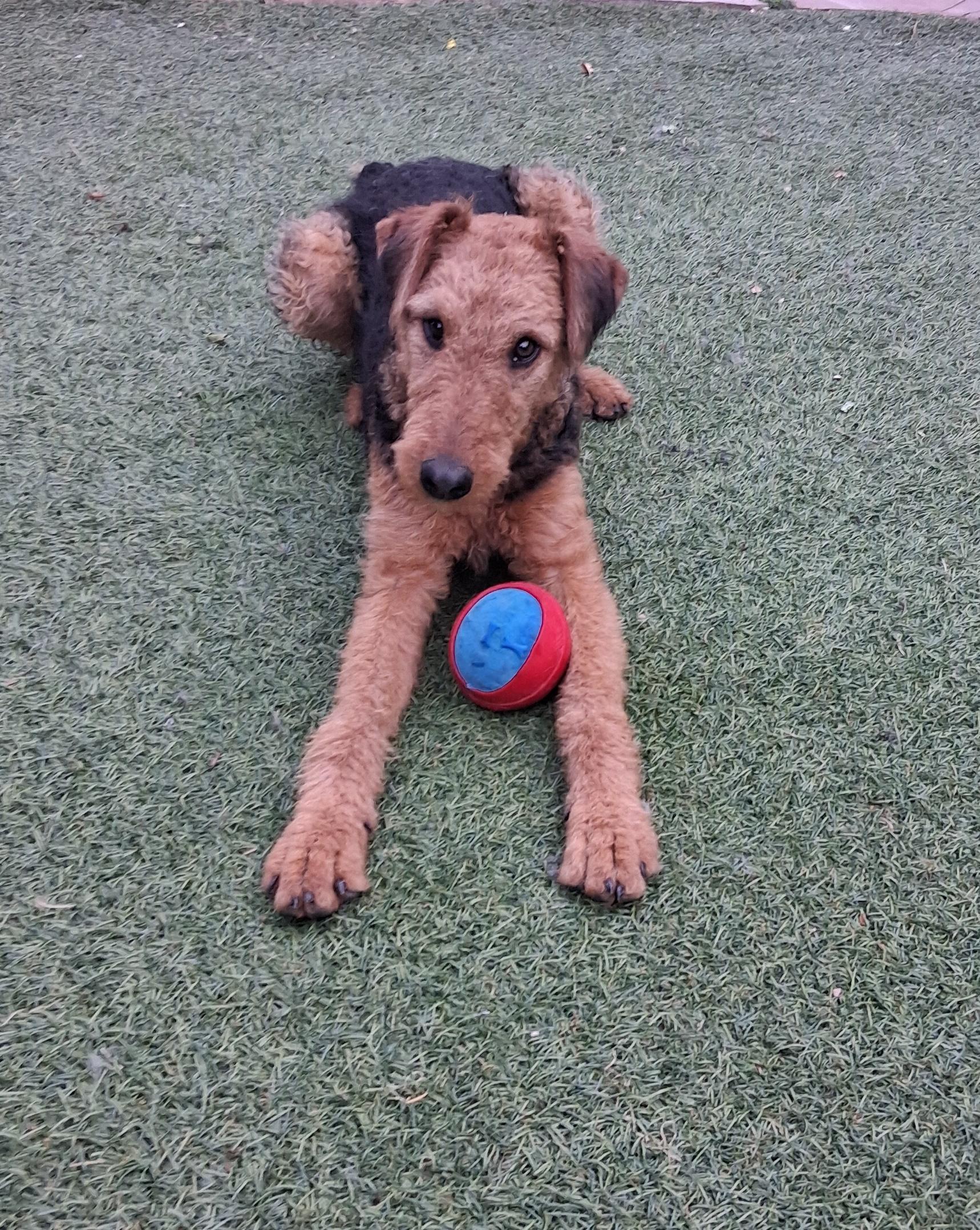 ARI, ADOPTABLE, Puppy Female Airedale Terrier.