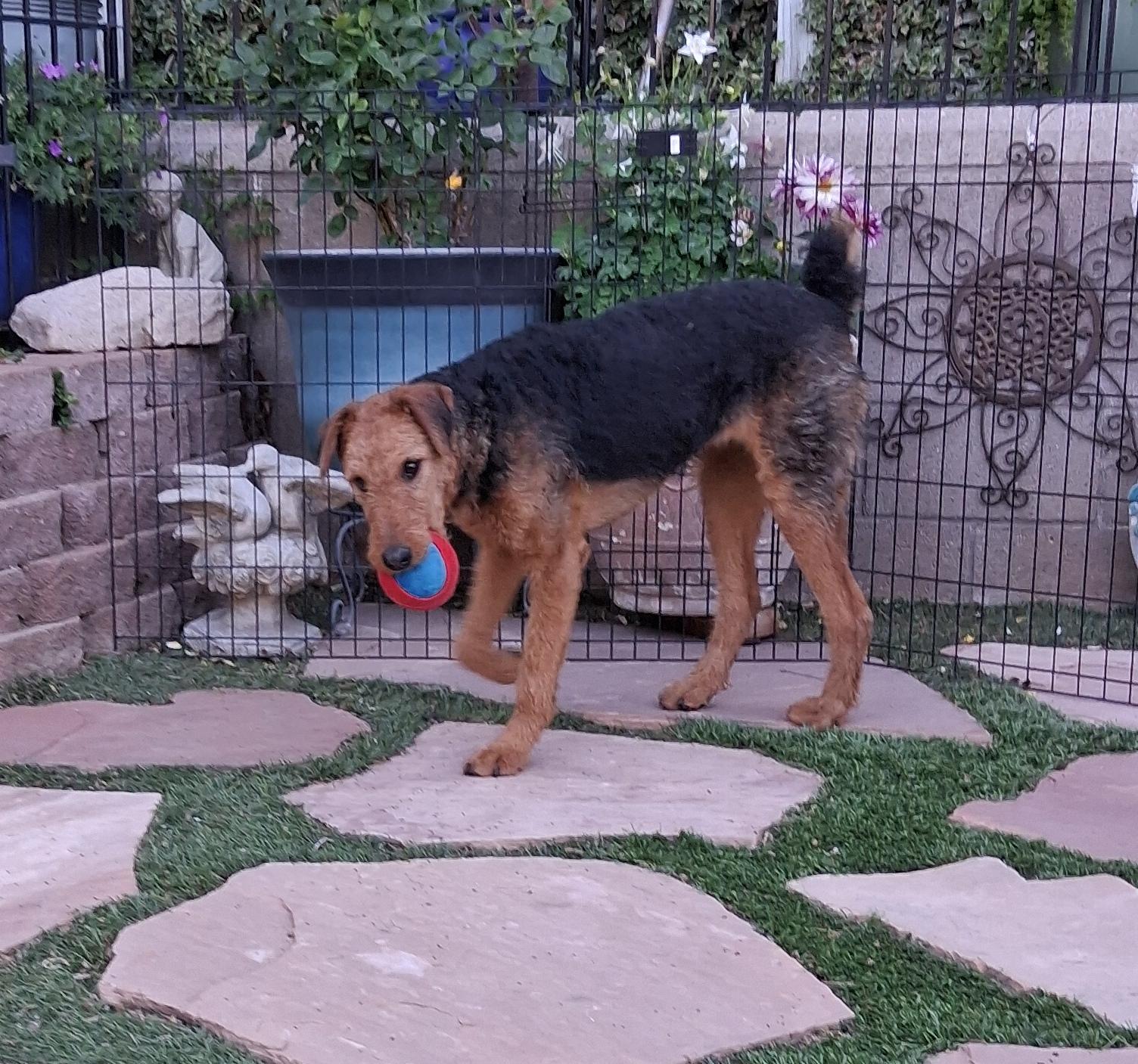 Enlarge ARI, a ADOPTABLE Airedale Terrier in Albuquerque, NM image 5/6