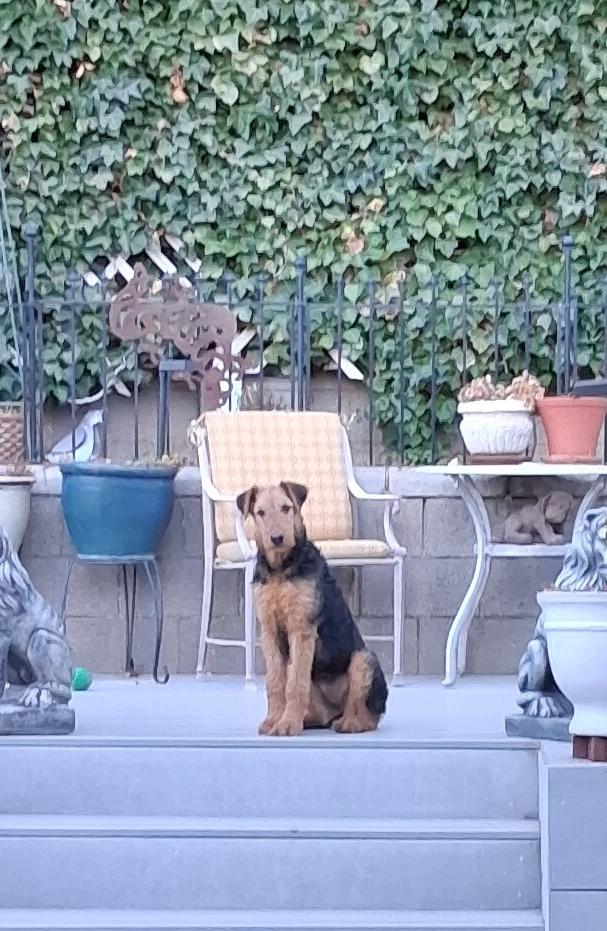 ARI, a ADOPTABLE Airedale Terrier in Albuquerque, NM image 5/6