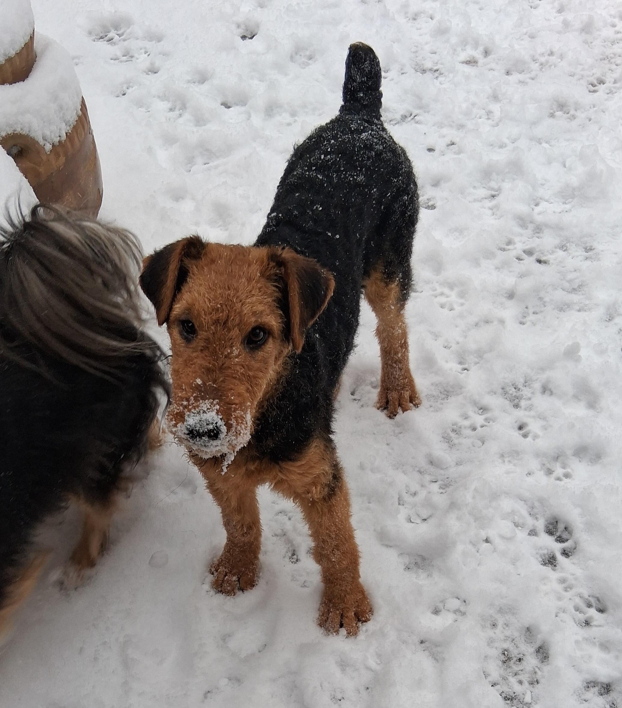 ARI, a ADOPTABLE Airedale Terrier in Albuquerque, NM image 3/6