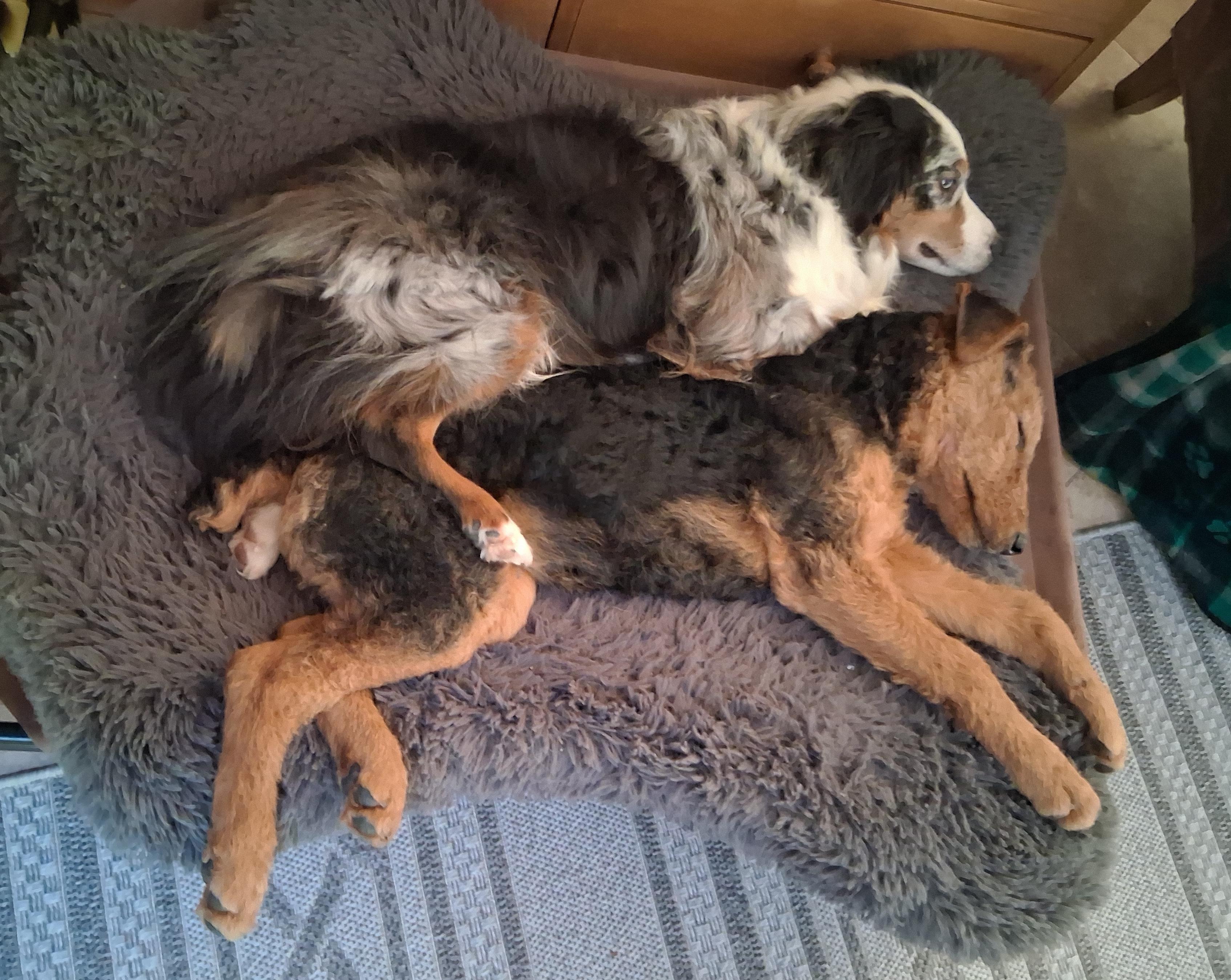 ARI, a ADOPTABLE Airedale Terrier in Albuquerque, NM image 4/6