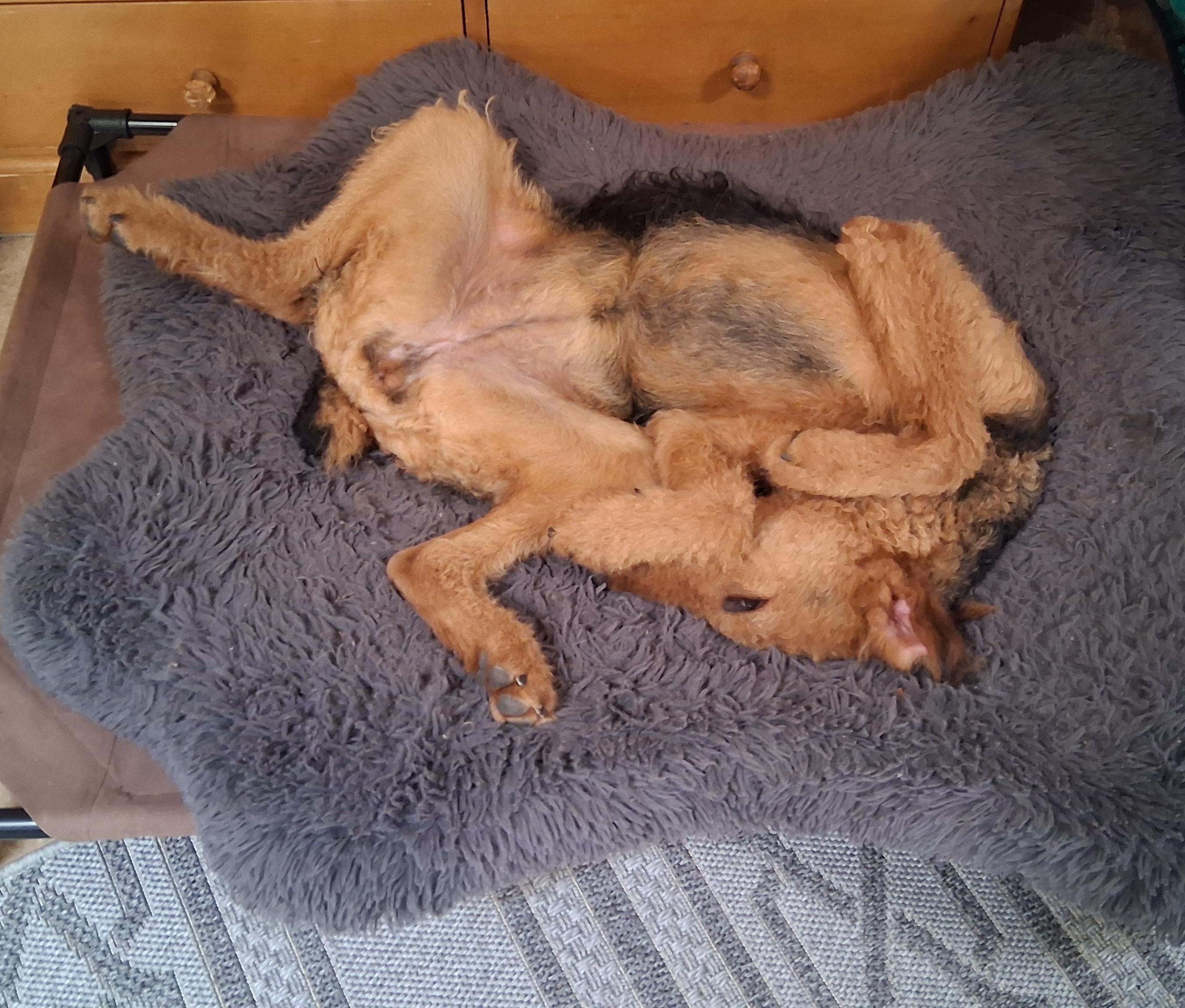 Enlarge ARI, a ADOPTABLE Airedale Terrier in Albuquerque, NM image 6/6
