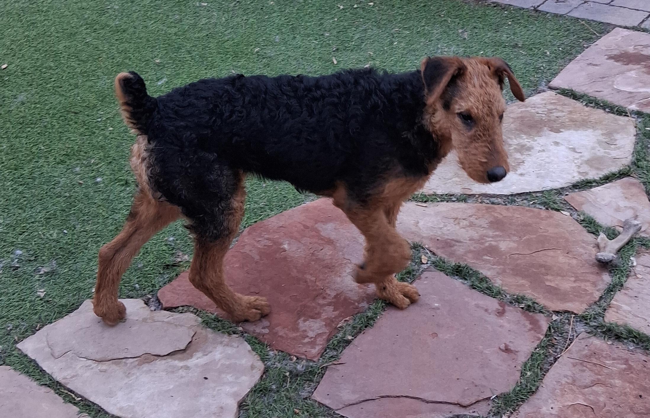 ARI, a ADOPTABLE Airedale Terrier in Albuquerque, NM image 6/6