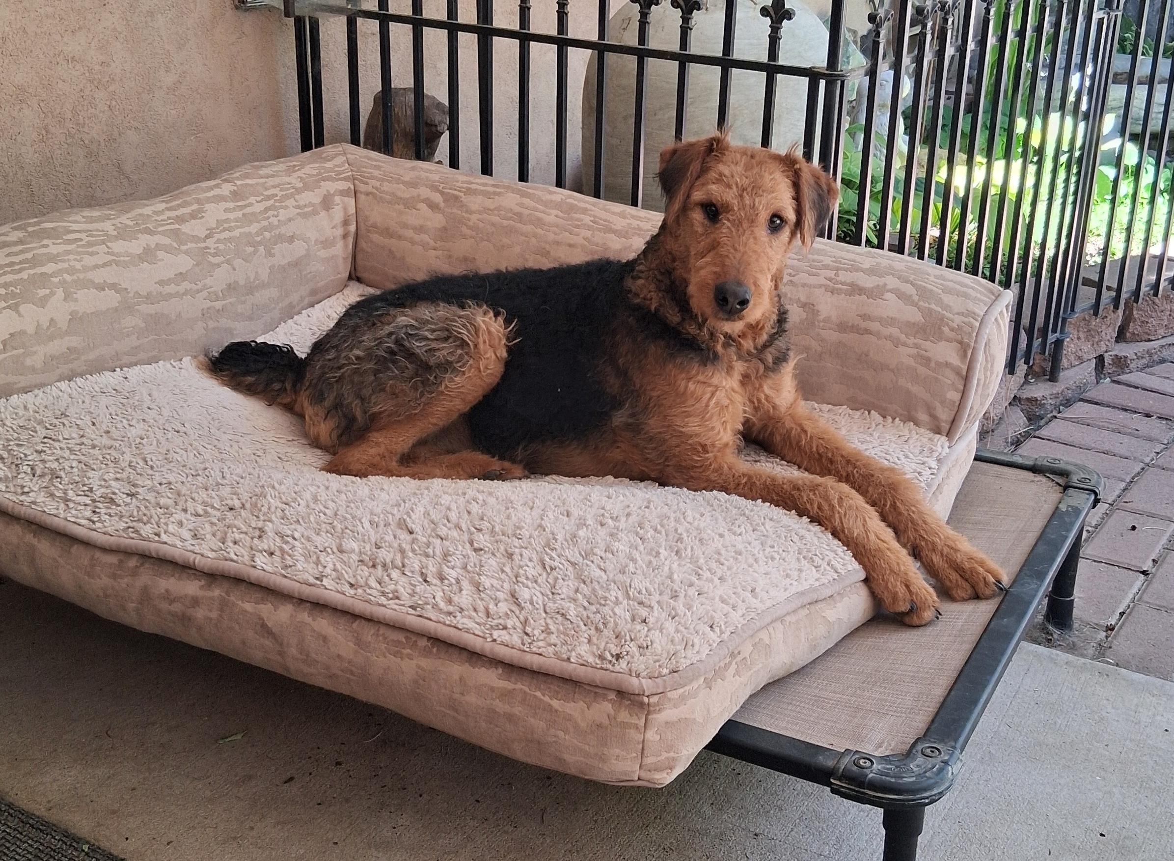 Enlarge ARI, a ADOPTABLE Airedale Terrier in Albuquerque, NM image 4/6