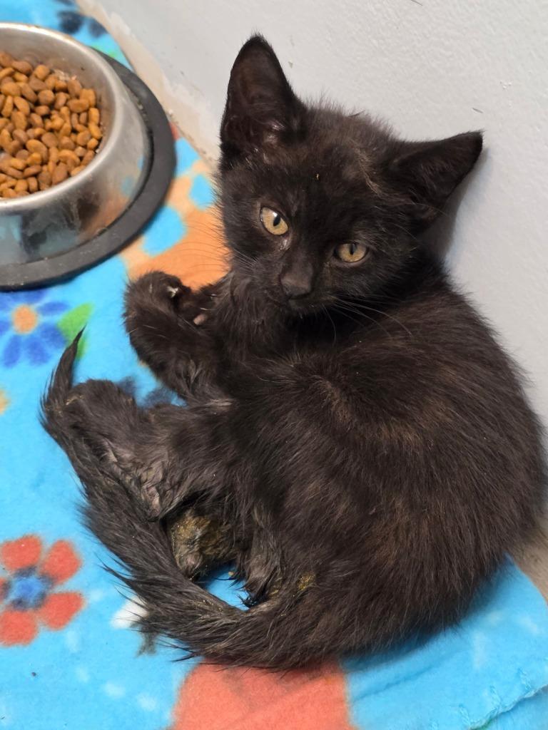Boomer, Adoptable, Kitten Male Domestic Short Hair.