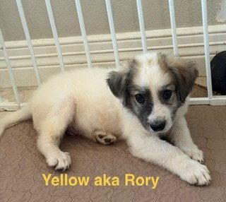 Enlarge Rory, a Adoptable Great Pyrenees in Chicago, IL image 2/5