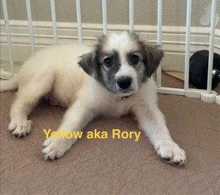 Enlarge Rory, a Adoptable Great Pyrenees in Chicago, IL image 4/5