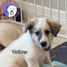 Rory, Adoptable, Puppy Male Great Pyrenees.