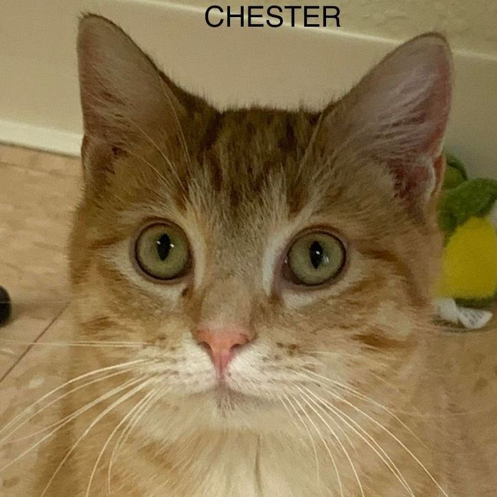 Chester, a Adoptable Tabby in Rushville, IL image 1/2