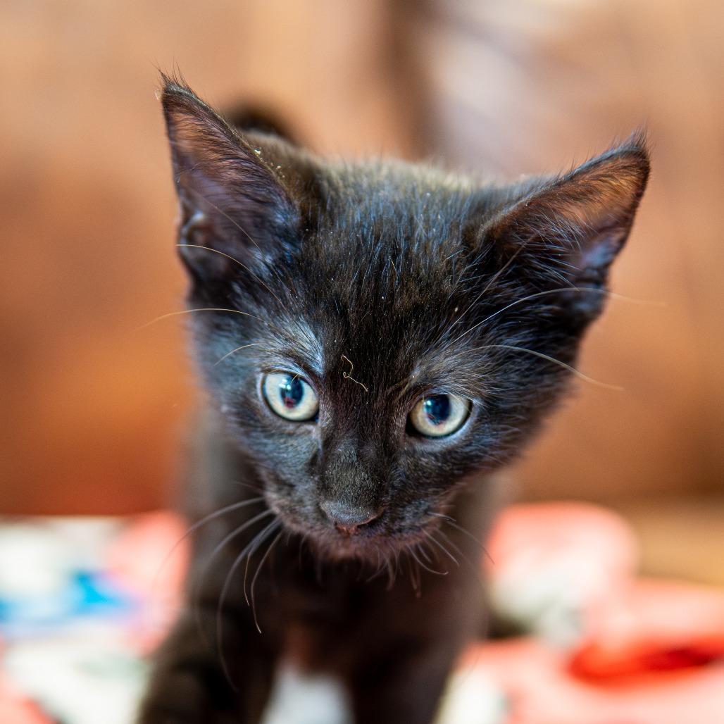 Plankton, Adoptable, Kitten Male Domestic Short Hair.