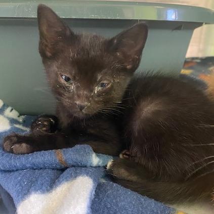 Enlarge Plankton, a Adoptable Domestic Short Hair in Emporia, KS image 2/6