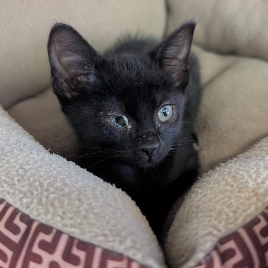 Enlarge Plankton, a Adoptable Domestic Short Hair in Emporia, KS image 3/6